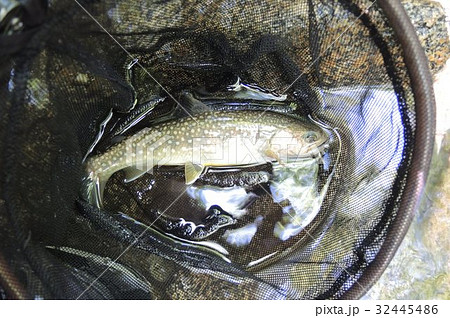 釣られたイワナ 釣られたイワナ 32445486