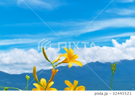 ニッコウキスゲ 車山高原 ニッコウキスゲ 車山高原 32445521