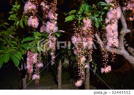 サガリバナ 32445552