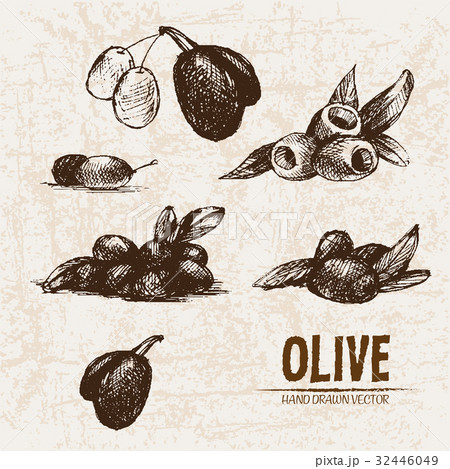Digital vector detailed line art olive 32446049