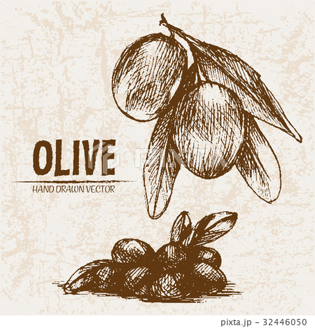 Digital vector detailed line art olive 32446050