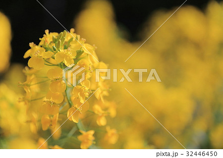 花 フラワー お花 32446450