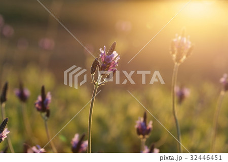 夕闇 たそがれ 薄暮 32446451