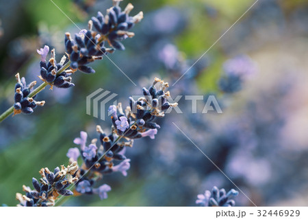 summer lavender flowering in garden 32446929