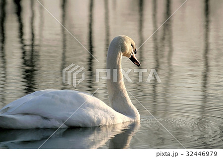 Swan at sunset Swan at sunset 32446979