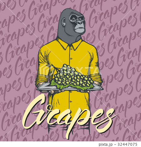 Vector Gorilla With Grapes Illustrationのイラスト素材