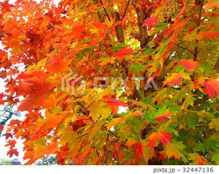 メープルのグラデーション　紅葉のメープル 32447136