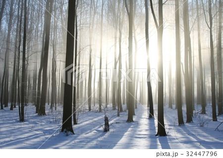 Winter deciduous forest on a foggy morning Winter deciduous forest on a foggy morning 32447796