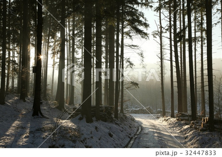 Path in the winter coniferous forest at dusk 32447833