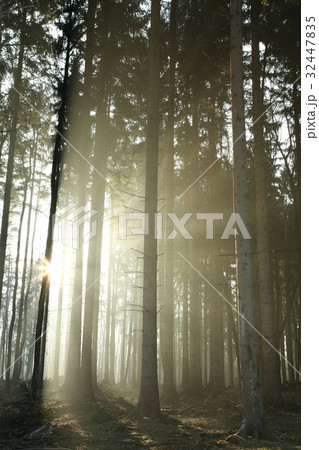 Coniferous forest lit by the morning sun 32447835