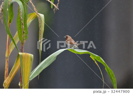 キンパラ　in バリ島 32447900