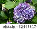 アジサイ 32448317
