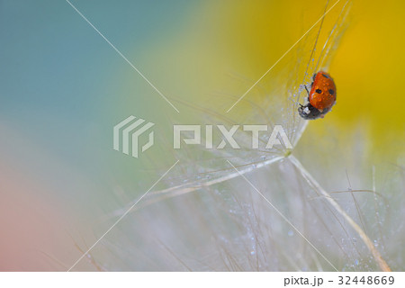 ladybug on dandelion 32448669