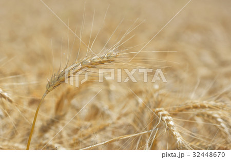 Golden wheat field 32448670
