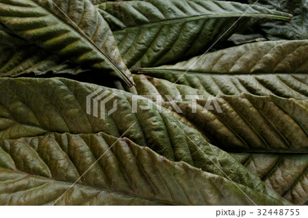 ビワの葉　乾燥 32448755