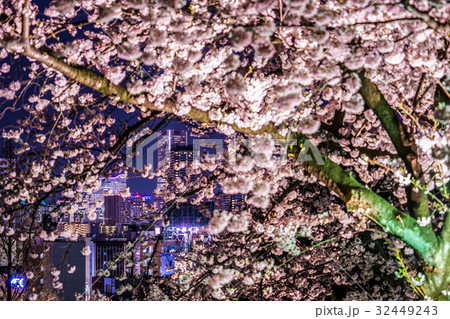 夜桜とみなとみらいの街並み３ 32449243