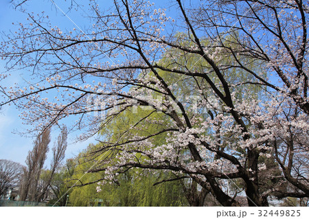 柳と桜 柳と桜 32449825