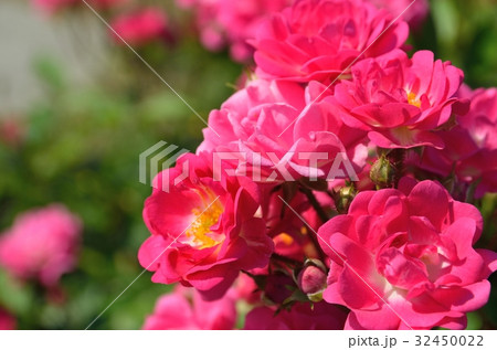 バラ オルレアンローズ バラ オルレアンローズ 32450022