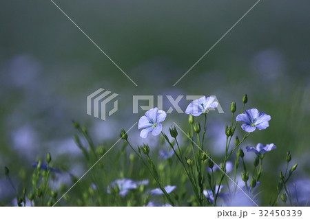 亜麻の花 32450339
