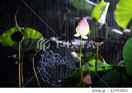 非 ウェブ 紅蓮 32450801