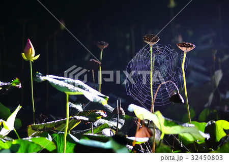ハスの実 夜間 32450803