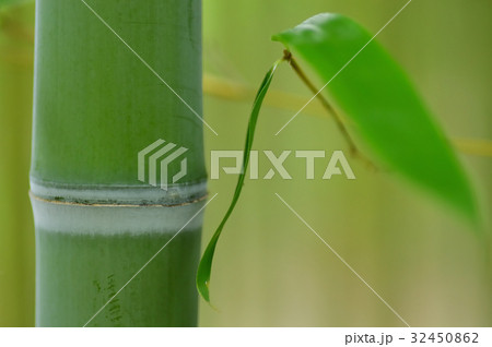 緑の竹林 緑の竹林 32450862