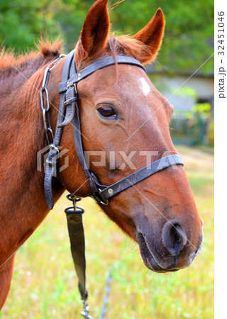 Portrait. Horse head close up on nature background 32451046