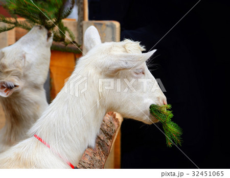 White goat eating fir branches 32451065