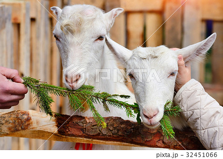 White goat eating fir branches 32451066