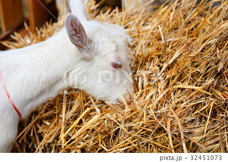 White hornless goat eating hay White hornless goat eating hay 32451073
