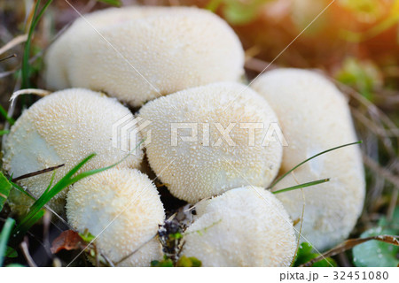Young puffballs mushroom in the autumn forest 32451080