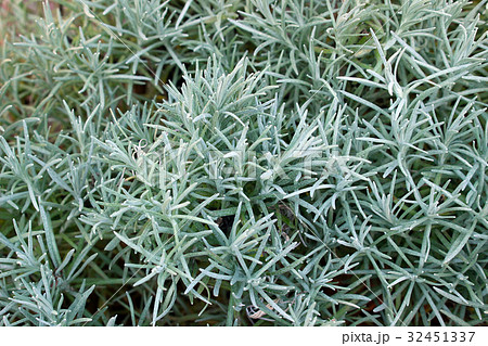 カレー・プラント 32451337