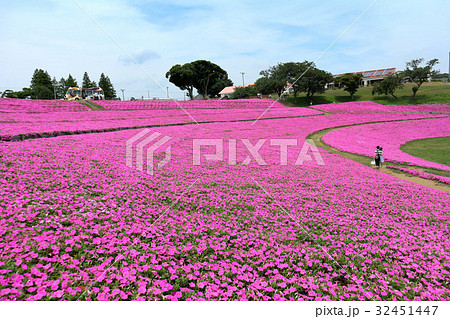 マザー牧場のペチュニアの花「桃色吐息」（7月）千葉県富津市 32451447