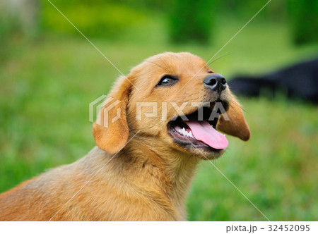 Funny little red dog outdoors Funny little red dog outdoors 32452095