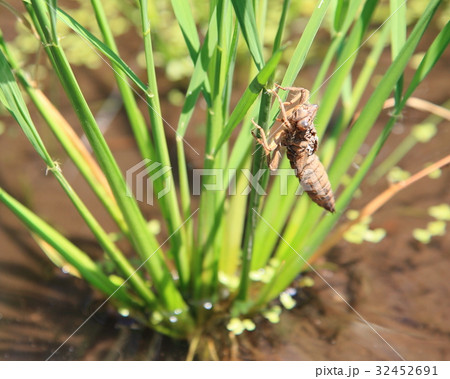 トンボの抜け殻 32452691