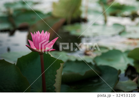 The beauty of the lotus in the pond 32453110