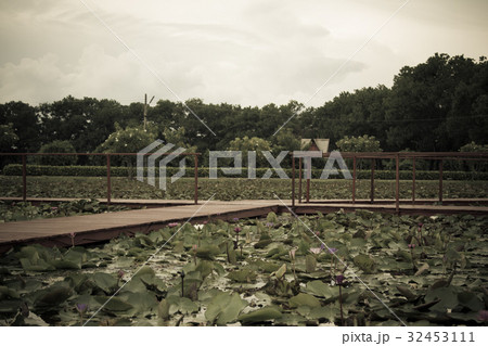 The beauty of the lotus in the pond 32453111