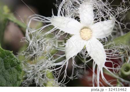 からすうりの花 32453462
