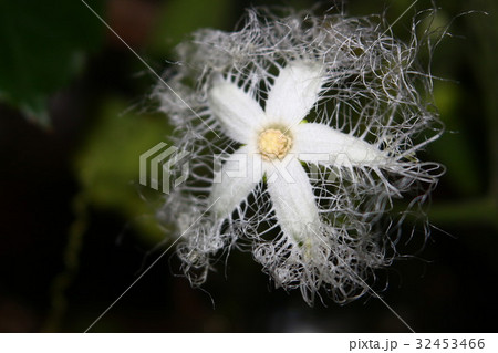 からすうりの花 32453466