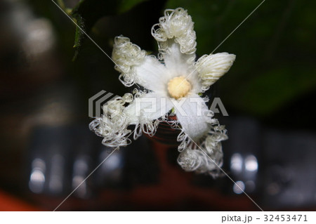からすうりの花 32453471