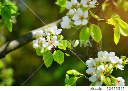 Flowers bloom on a branch of pear in sunlight 32453545