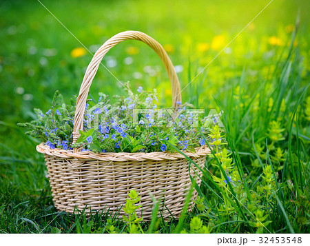Veronica flowers (Veronica chamaedrys) in a basket 32453548