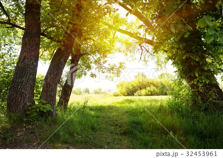A path under green trees to the sun 32453961