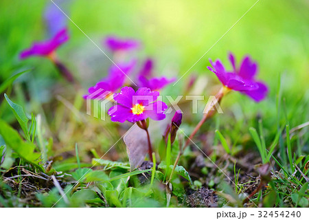 Spring flowers of Primula juliae (Julias Primrose) Spring flowers of Primula juliae (Julias Primrose) 32454240