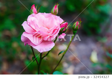 Beautiful pink rose Beautiful pink rose 32454327