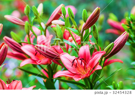 Red lily flowers Red lily flowers 32454328