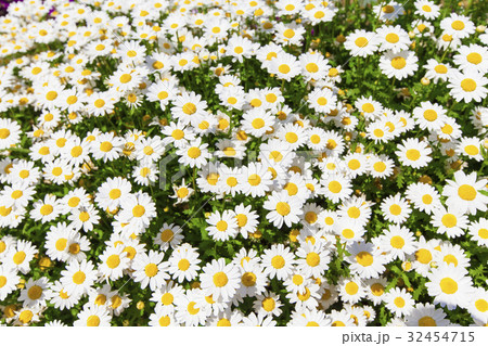 白い花の咲く花畑 白い花の咲く花畑 32454715