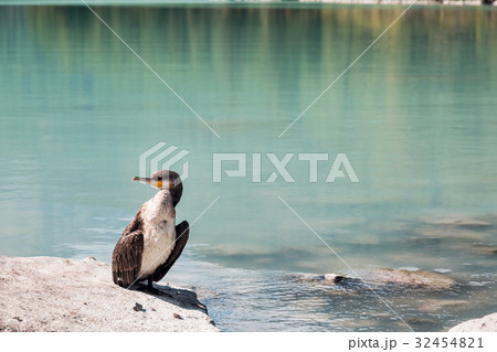 Big cormorant sitting on a rock in the lake. Big cormorant sitting on a rock in the lake. 32454821