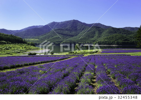 ラベンダー畑と湖　金山湖　南富良野 32455348