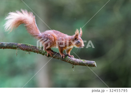 Red Squirrel at Snaizeholme, Hoar 32455795
